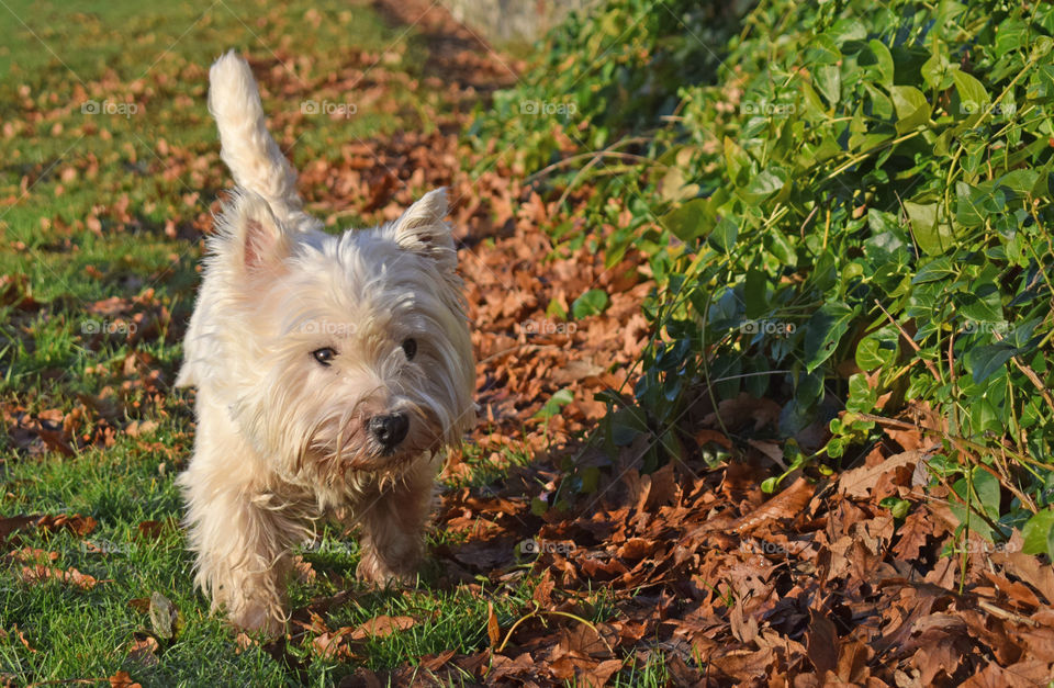 Westie on the prowl