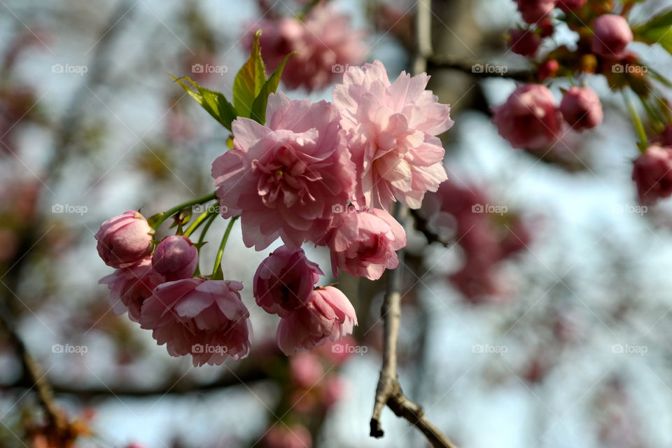 Peach flowers 