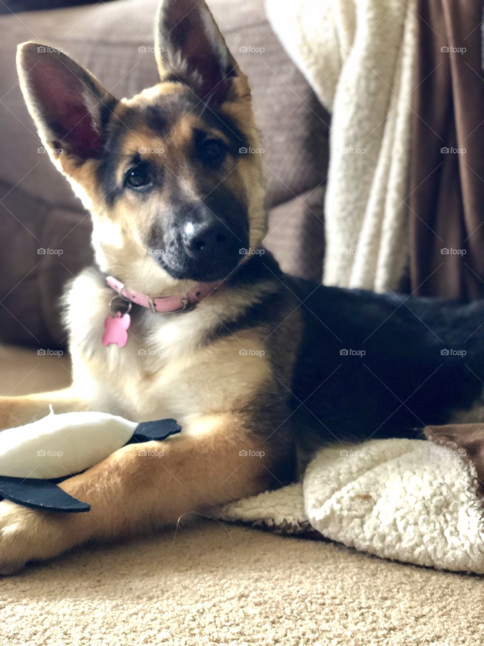 Ellie-German Shepard puppy  