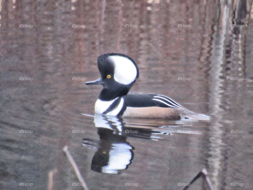 Male hooded merganser