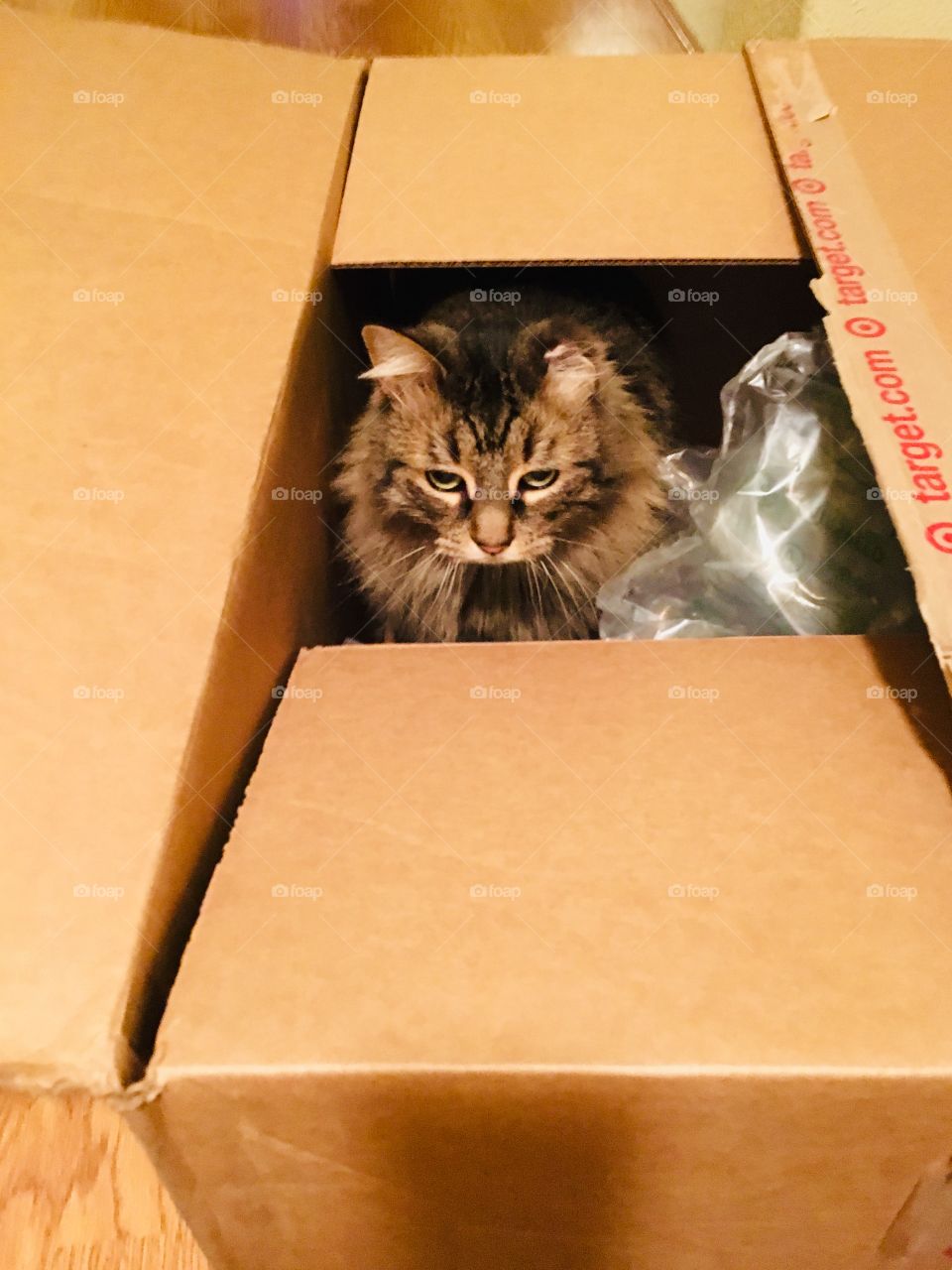 I’m the Cat in the Box