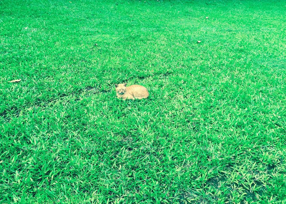 Cat Sleeping On Lawn