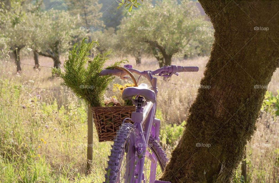 Pink/Purple bicycle rested against a tree with a basket of herbs and flowers on the handlebars and ahead of a field of olive trees and thistles
