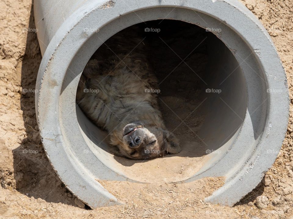 A hyena finds comfort in a concrete tube for a perfect setting for a nap