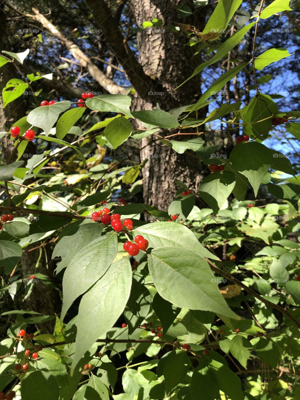 Berries on a bush in the woods