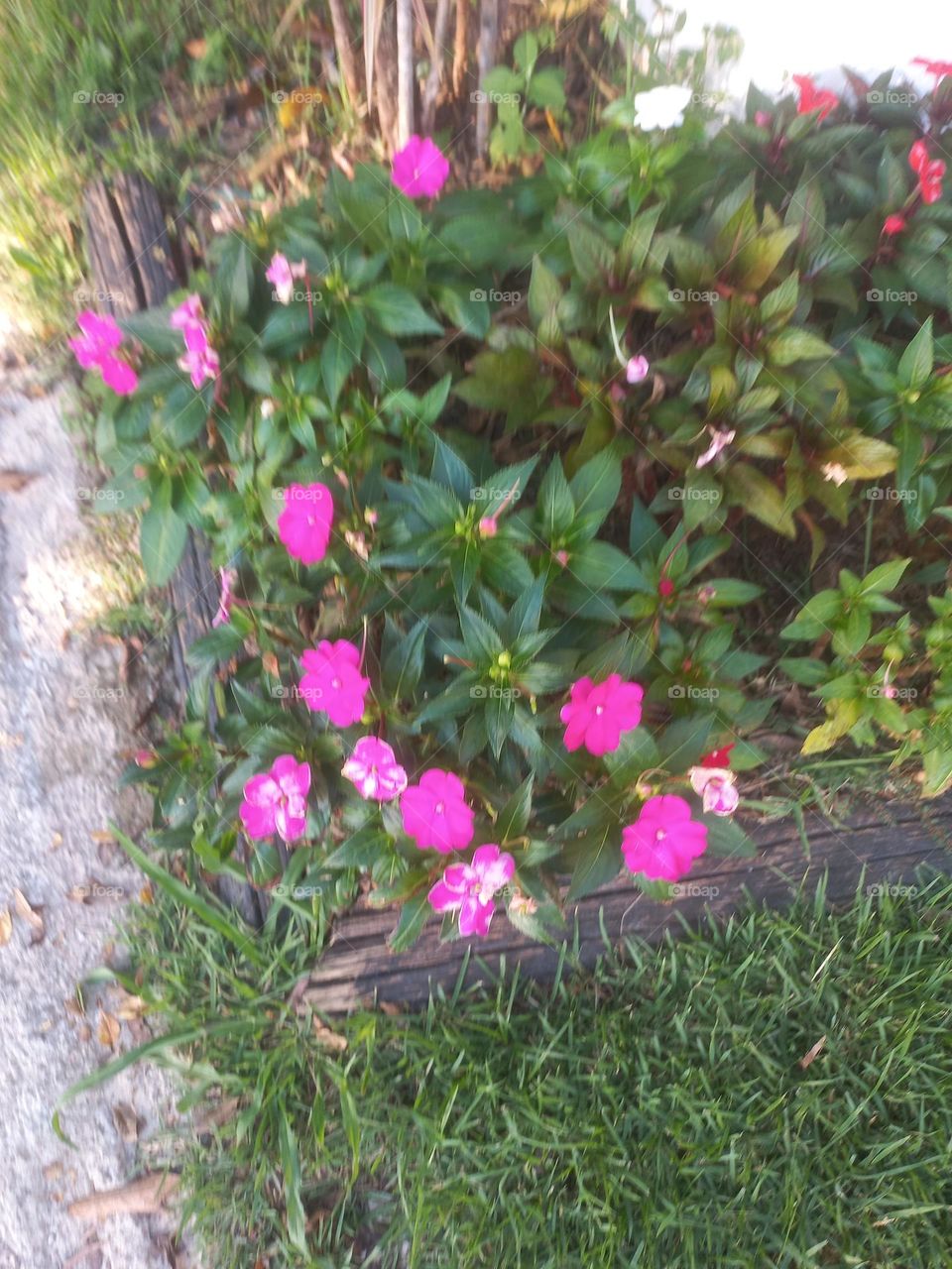 A delicadeza das flores. As flores simbolizam a expressão  emocional  da natureza humana