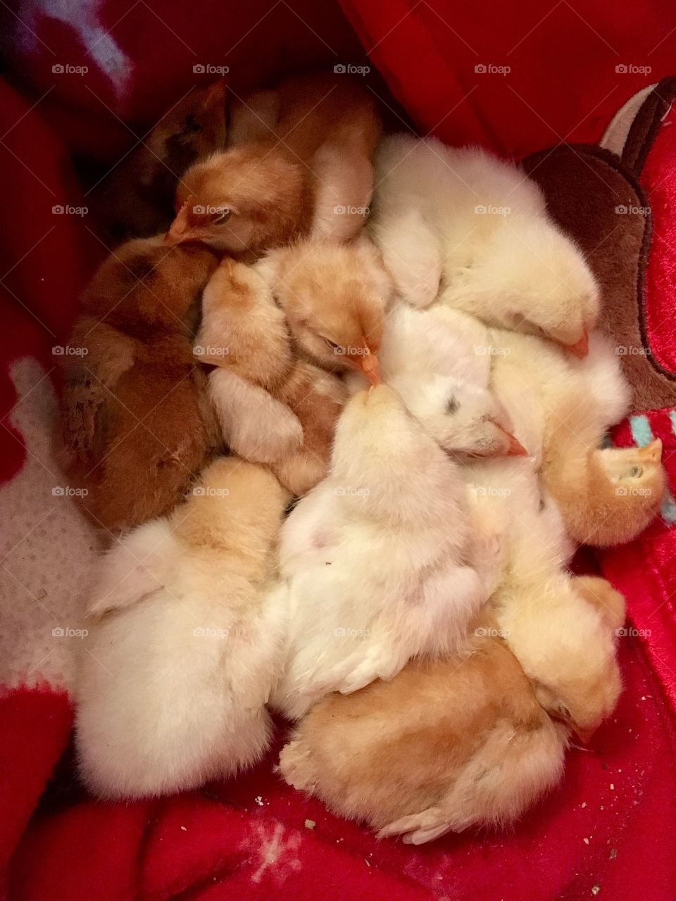 Baby Chicks