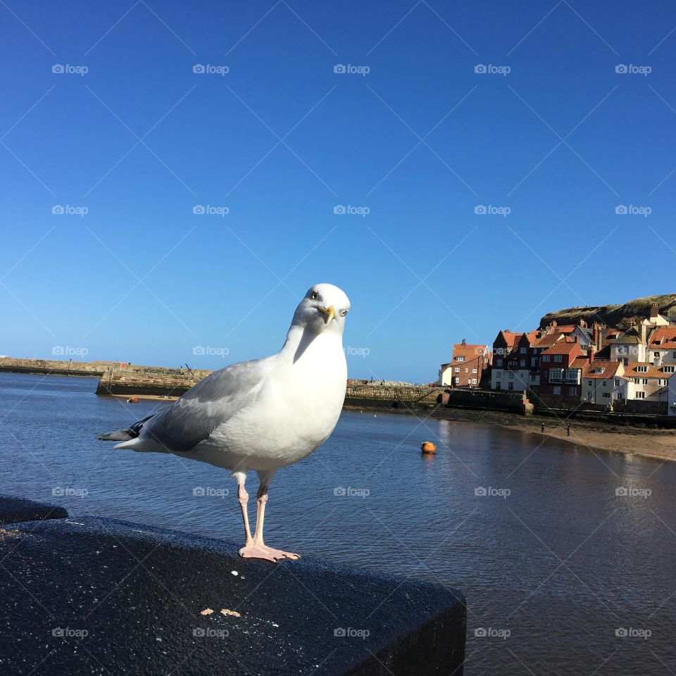 Whitby Seagull