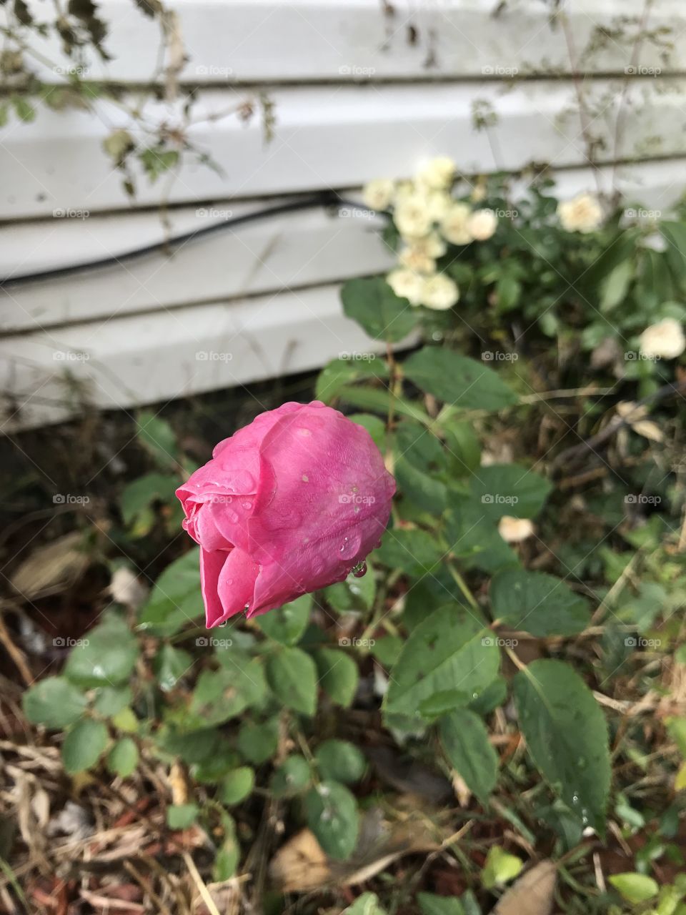 One last rose