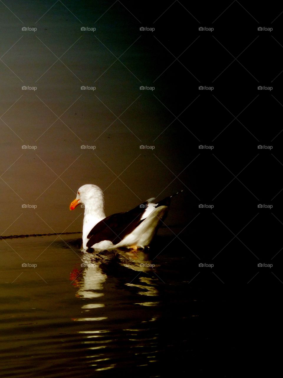 Seagull reflection on dark water 