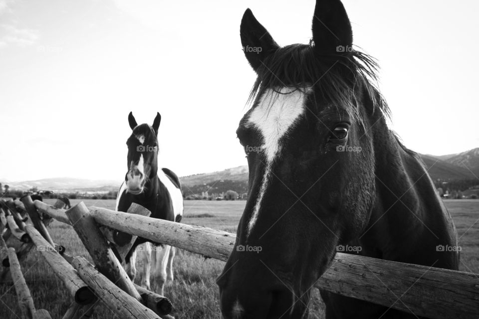Horse in black & white