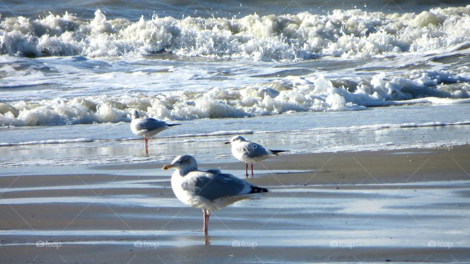 seagulls in the storm