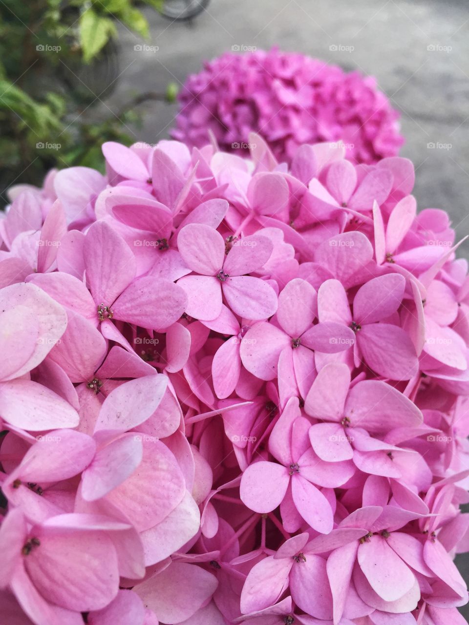 Pink hydrangea 
