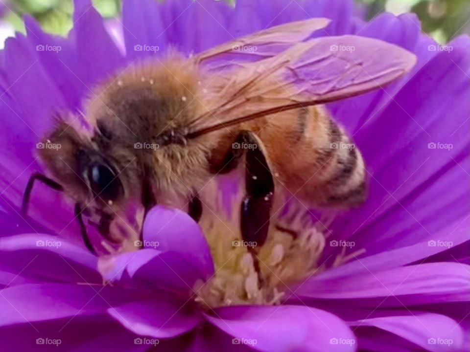 Bee