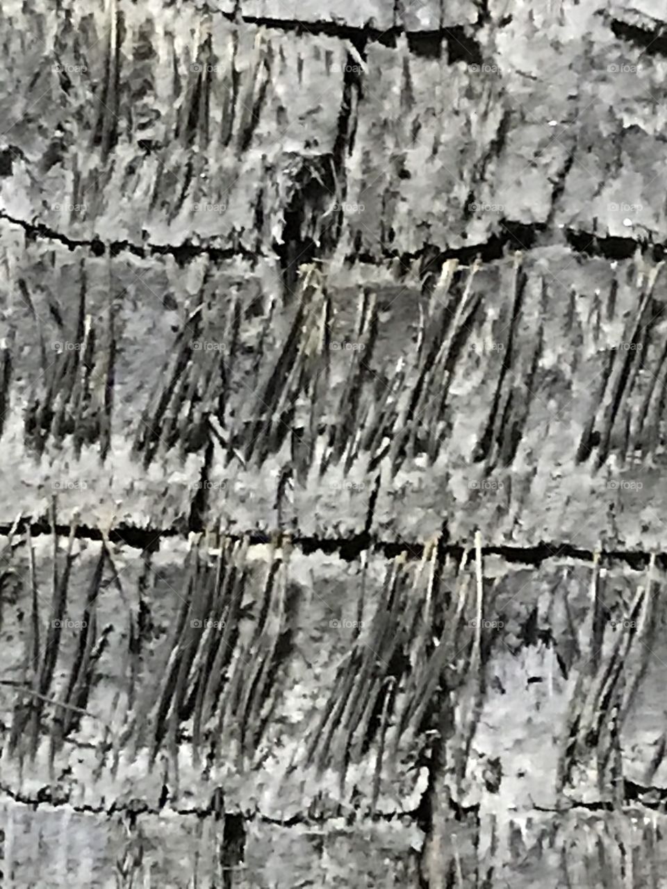 A close-up view of a palm tree bark.