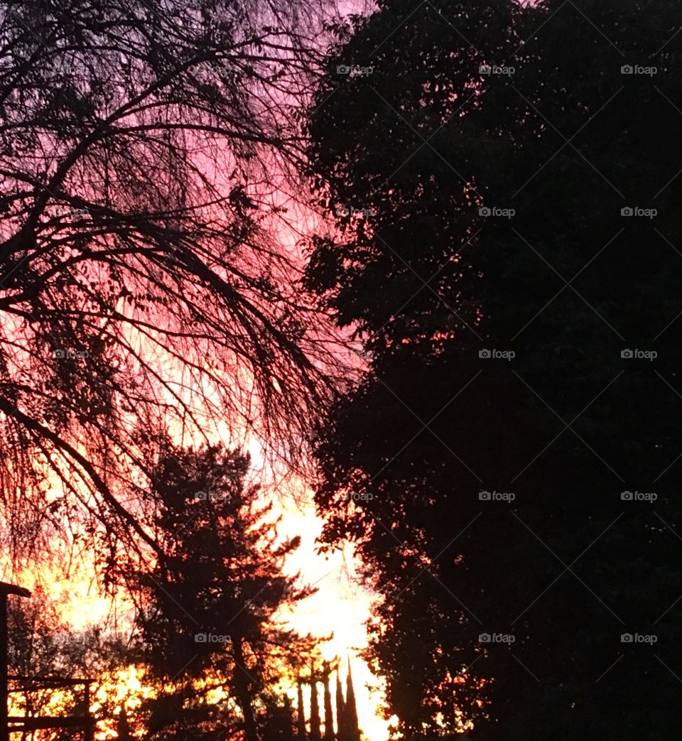 Sunset in the trees