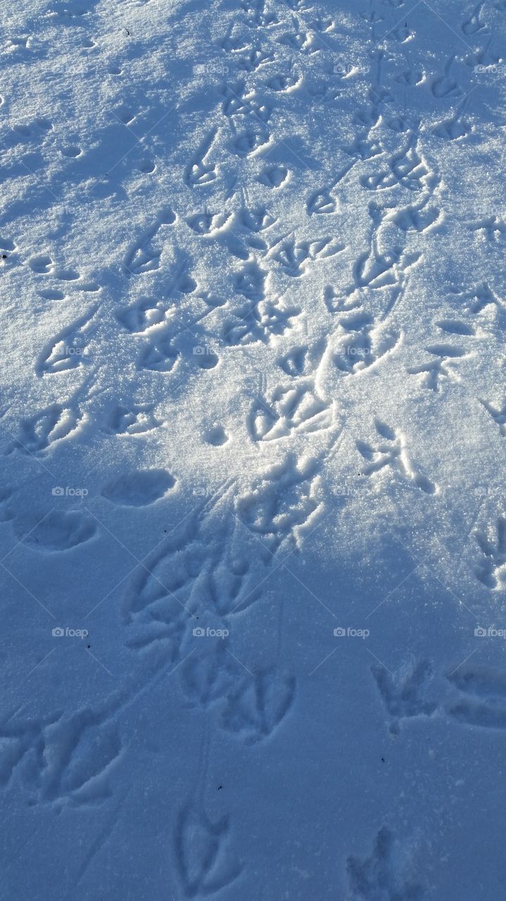 duck prints in the snow