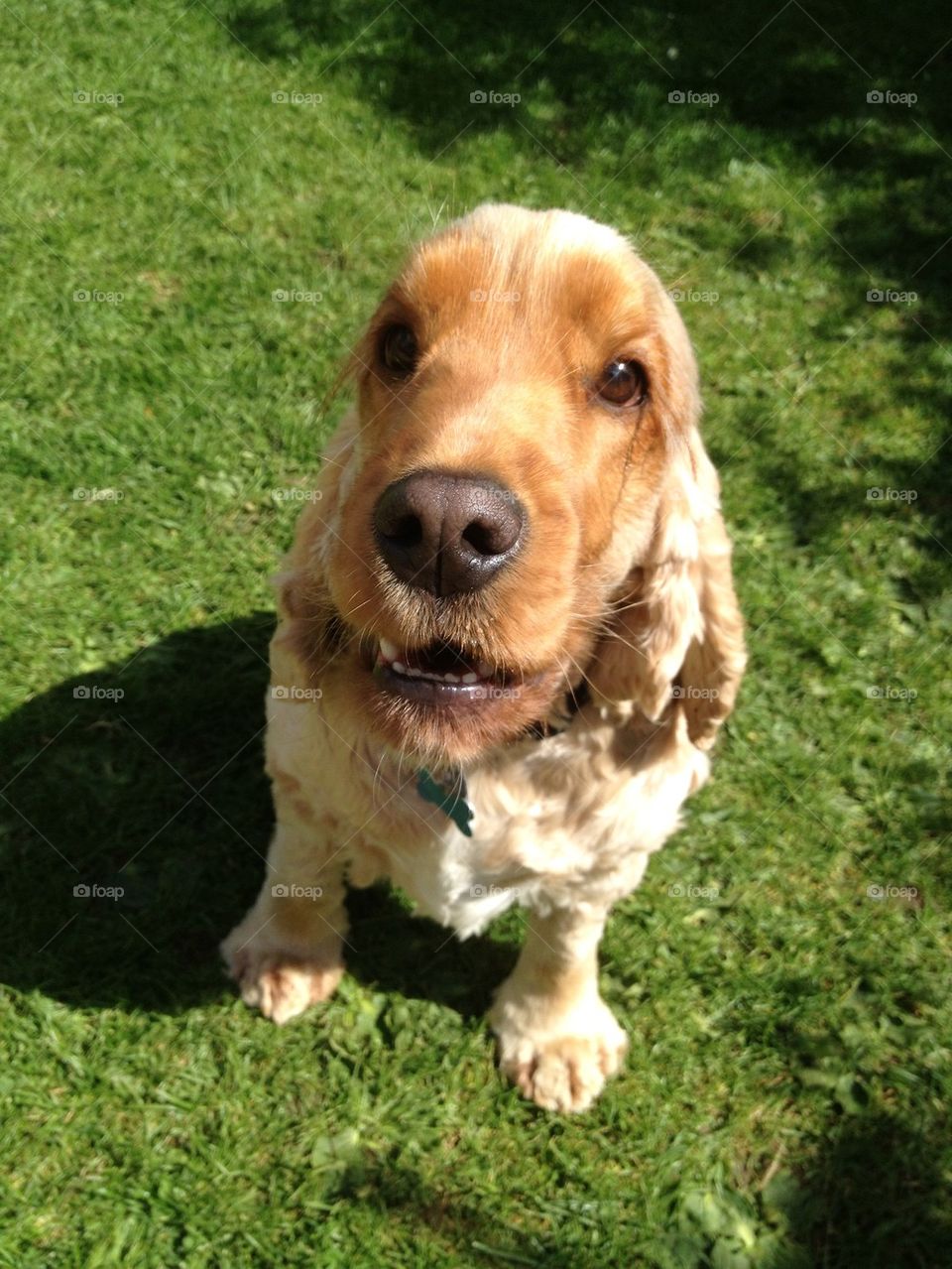 Golden cocker in the golden sun 