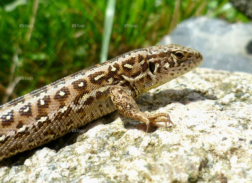 Amazing sand lizard has sunbathing