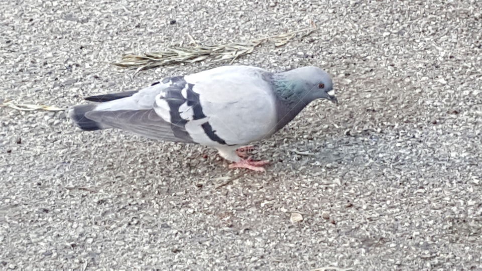 Pigeon