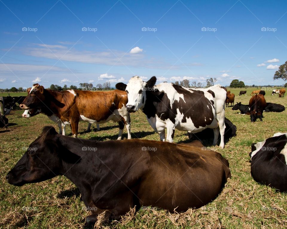 Cows at rest 