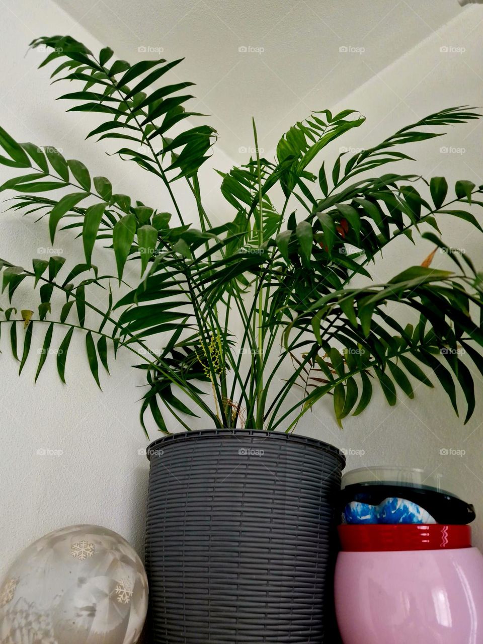 house plant