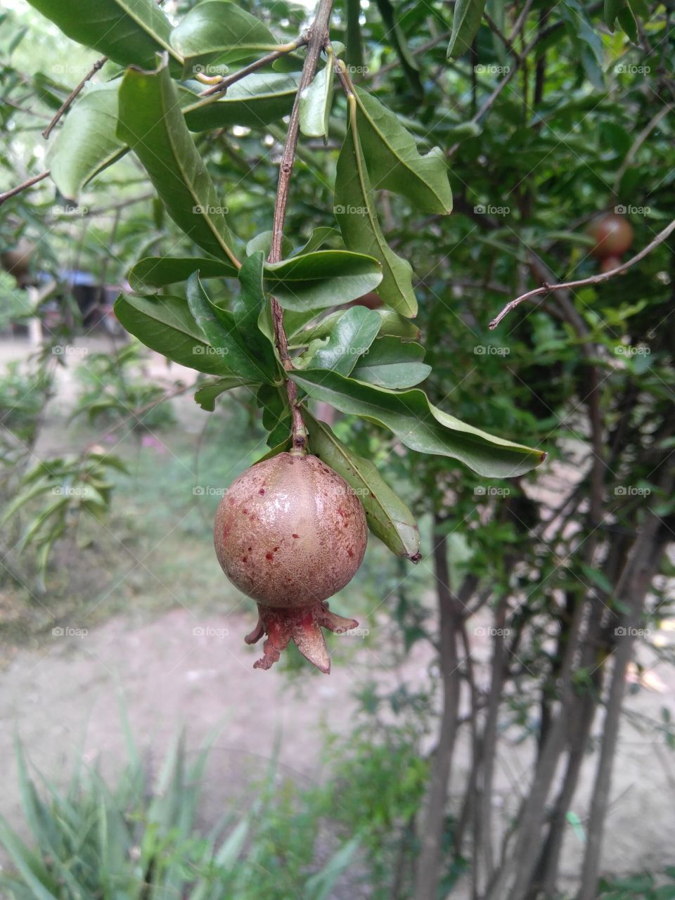 In garden small pomegranate
