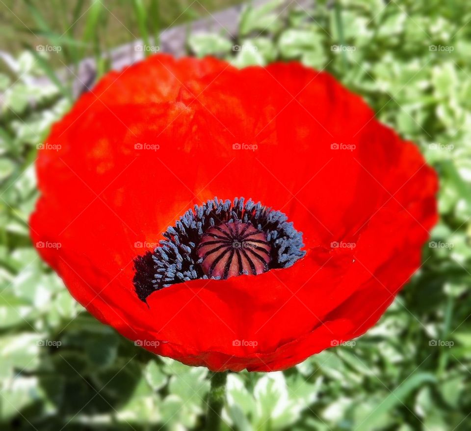 garden flower orange poppy by serenitykennedy