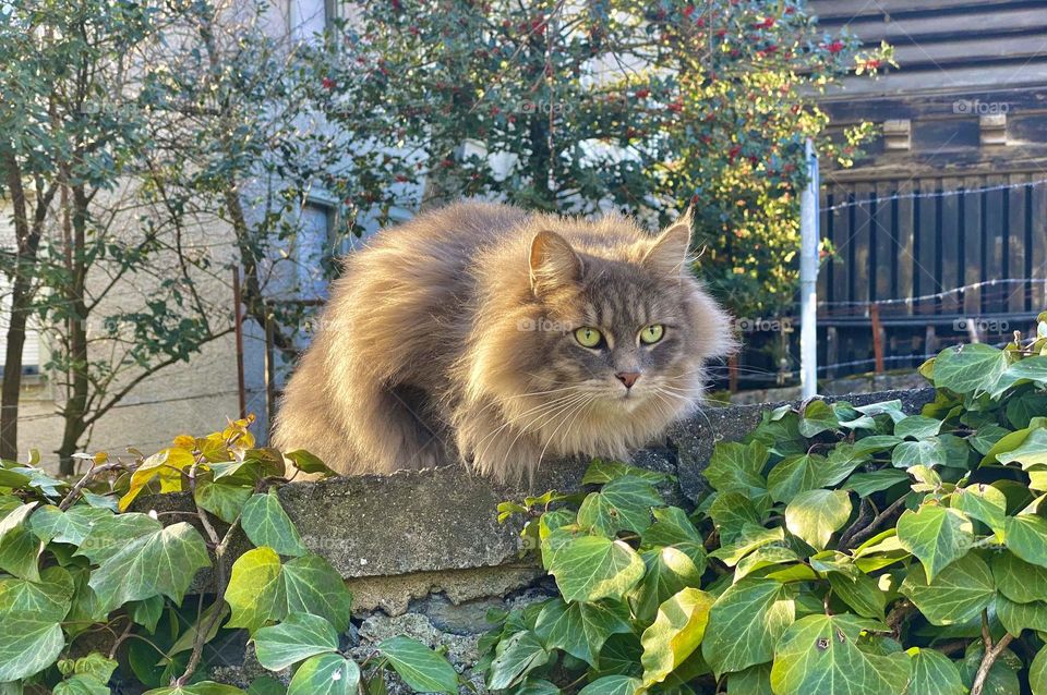 Cute cat in a green plan, Lausanne, Swizerland 