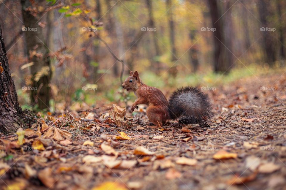 Charming squirrel