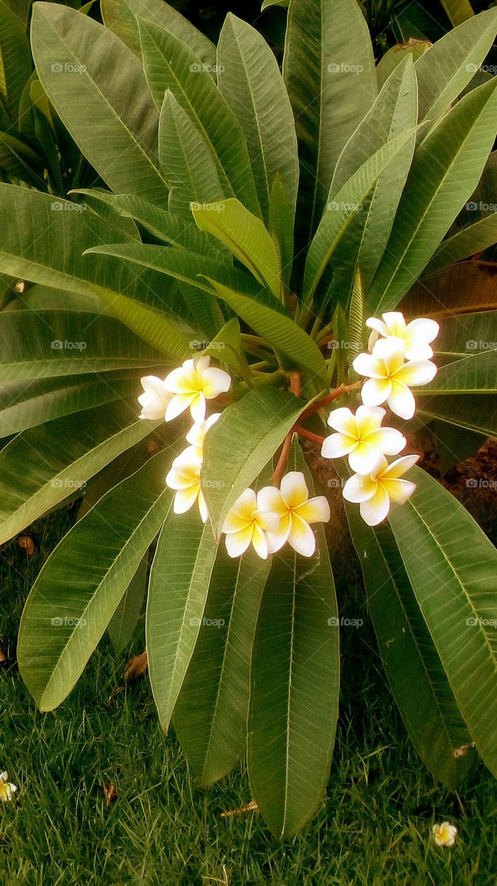 Chain of well-smelling Plumeria alba exotic flowers surrounded by beautiful
green long Plumeria leaves in july