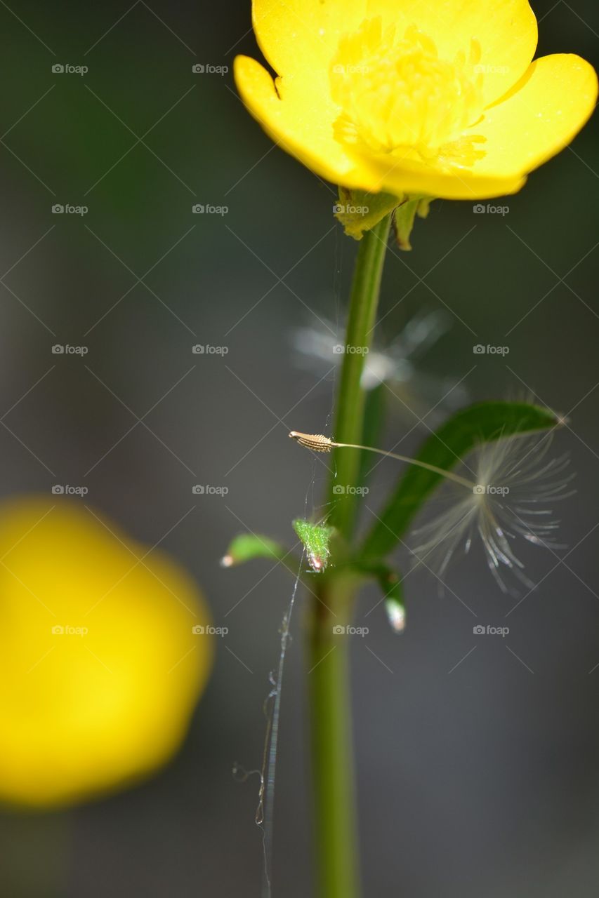 dandelion seed pod caught in spider web