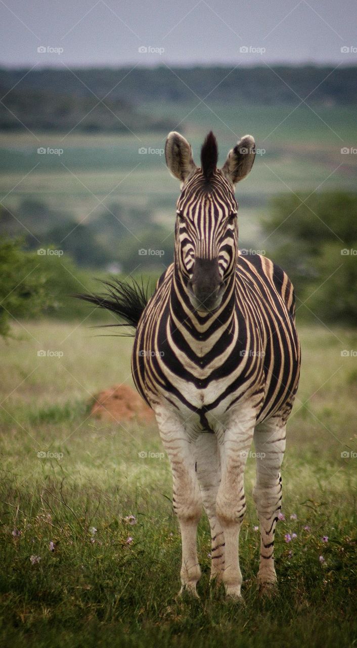 one of the prettiest zebras you'll see.