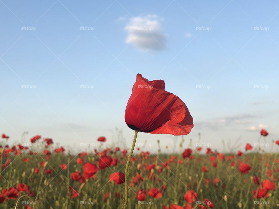 Poppy blooming on the field on a day with blue sky