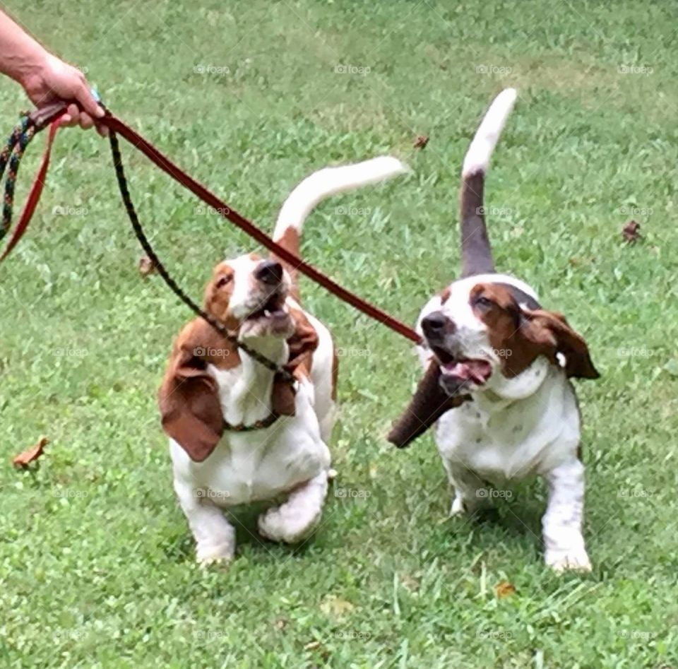 Bassets on Parade