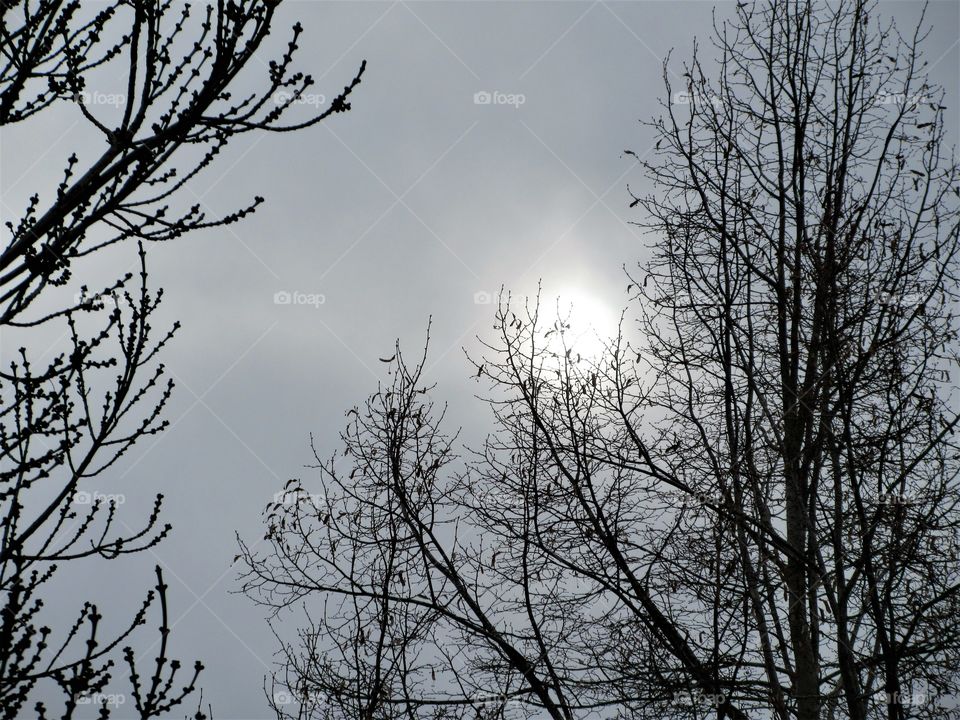 overcast sky and sun through the trees