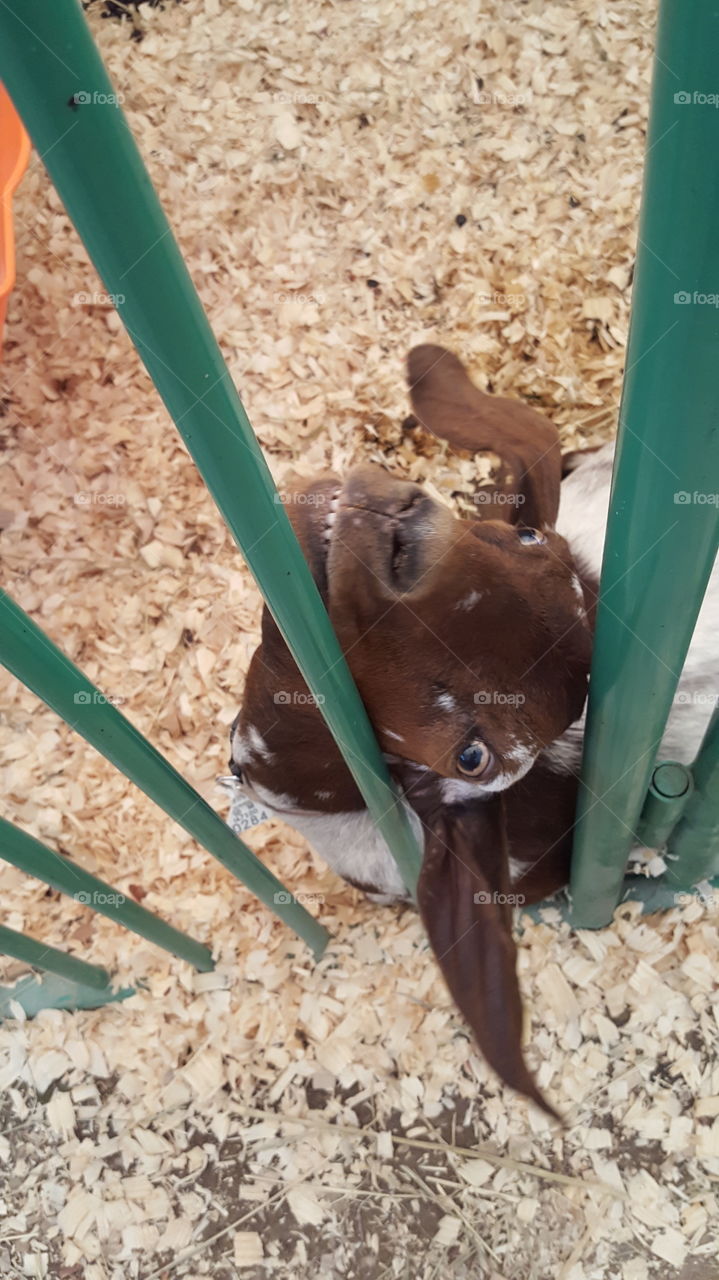 goat showing off at the fair