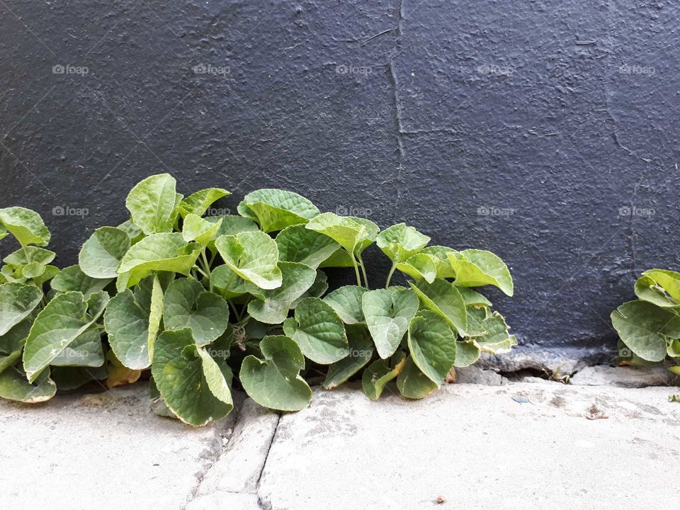 Green plants near black wall