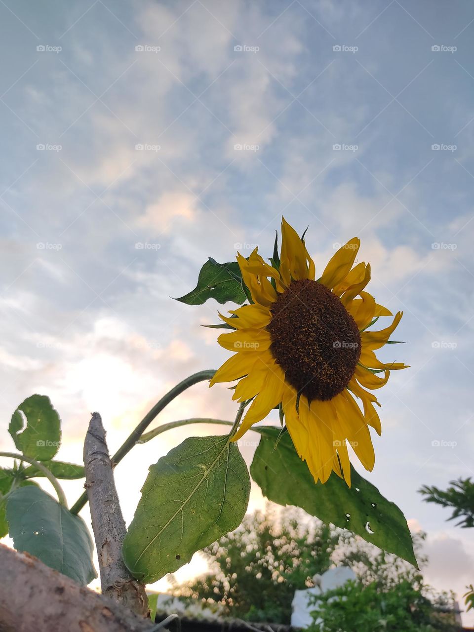 sunflower