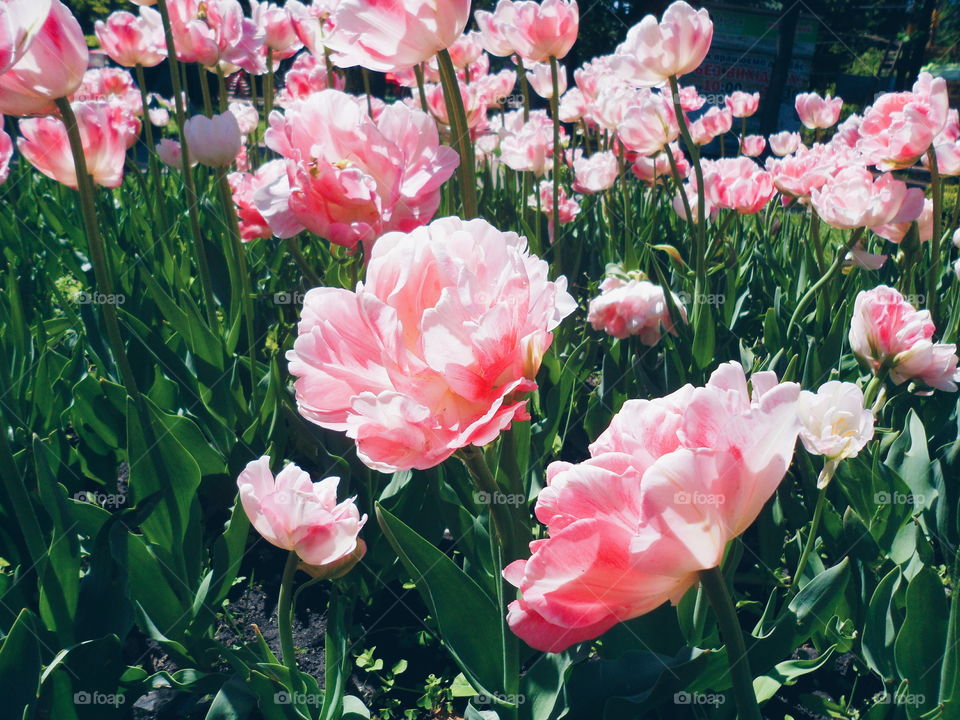 Flowerbed in a park of tulip flowers