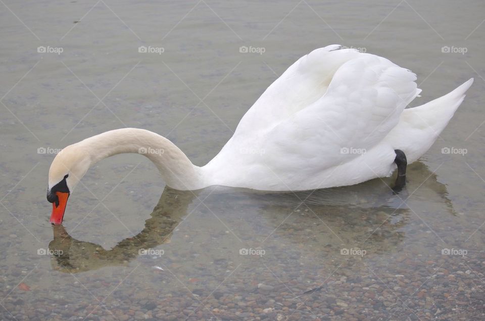 Swan looking for food in water
