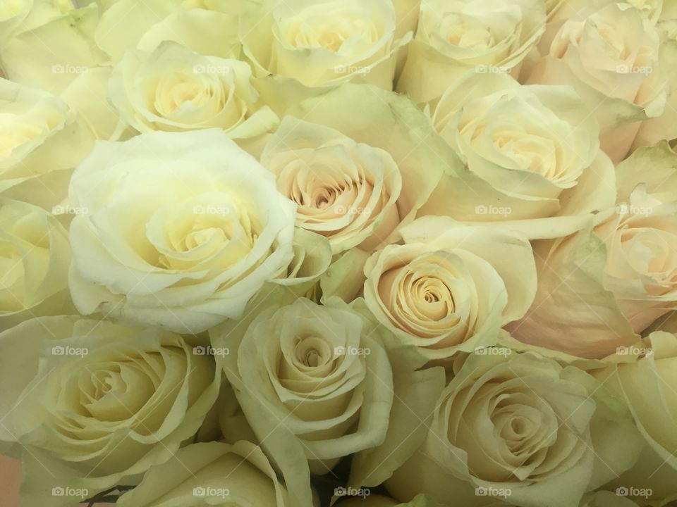 White roses