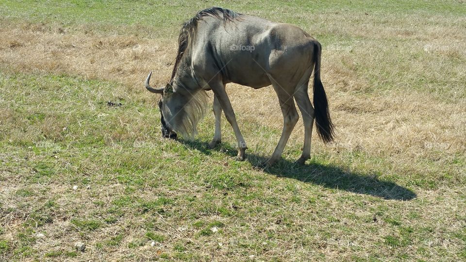 Common Wildebeest