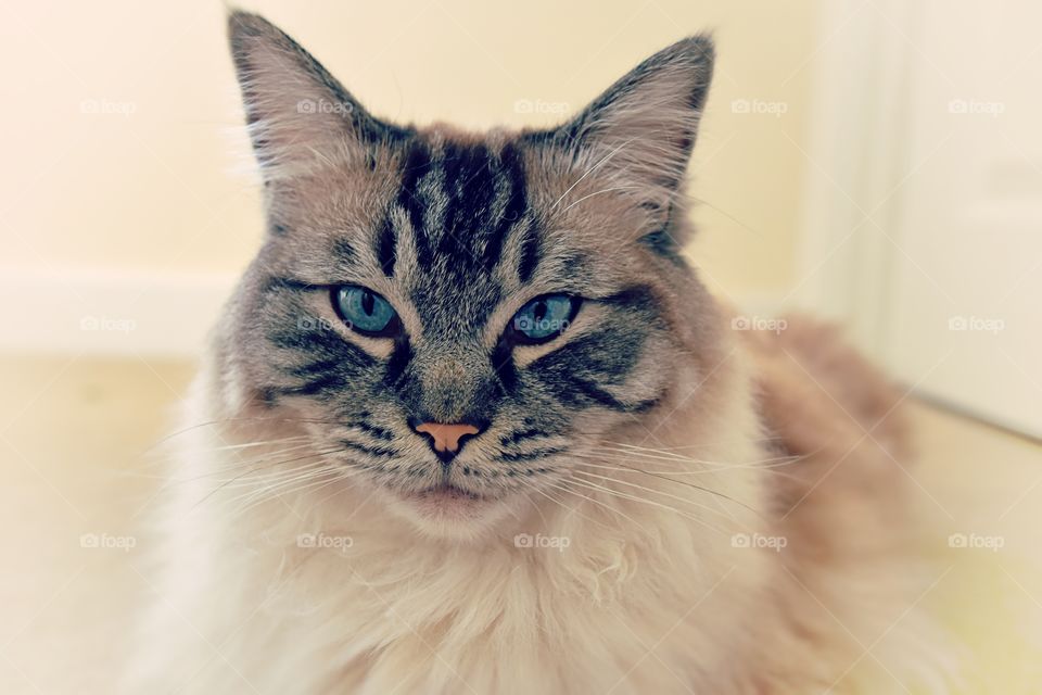 Portrait of ragdoll cat
