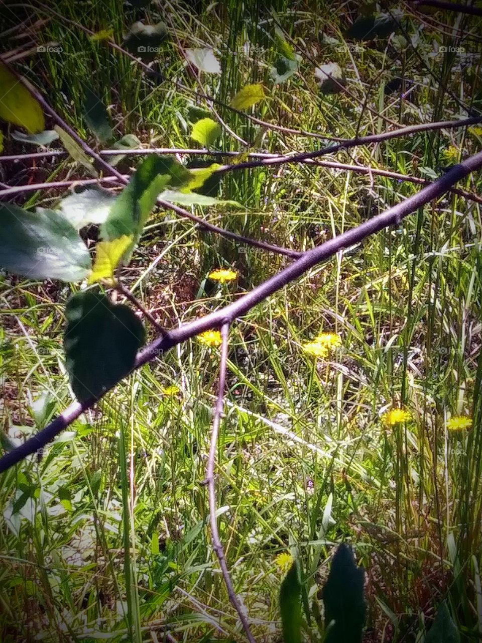 dandelions in the grass