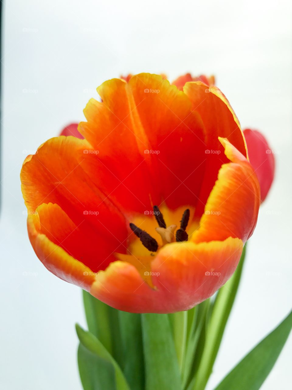 Red tulip