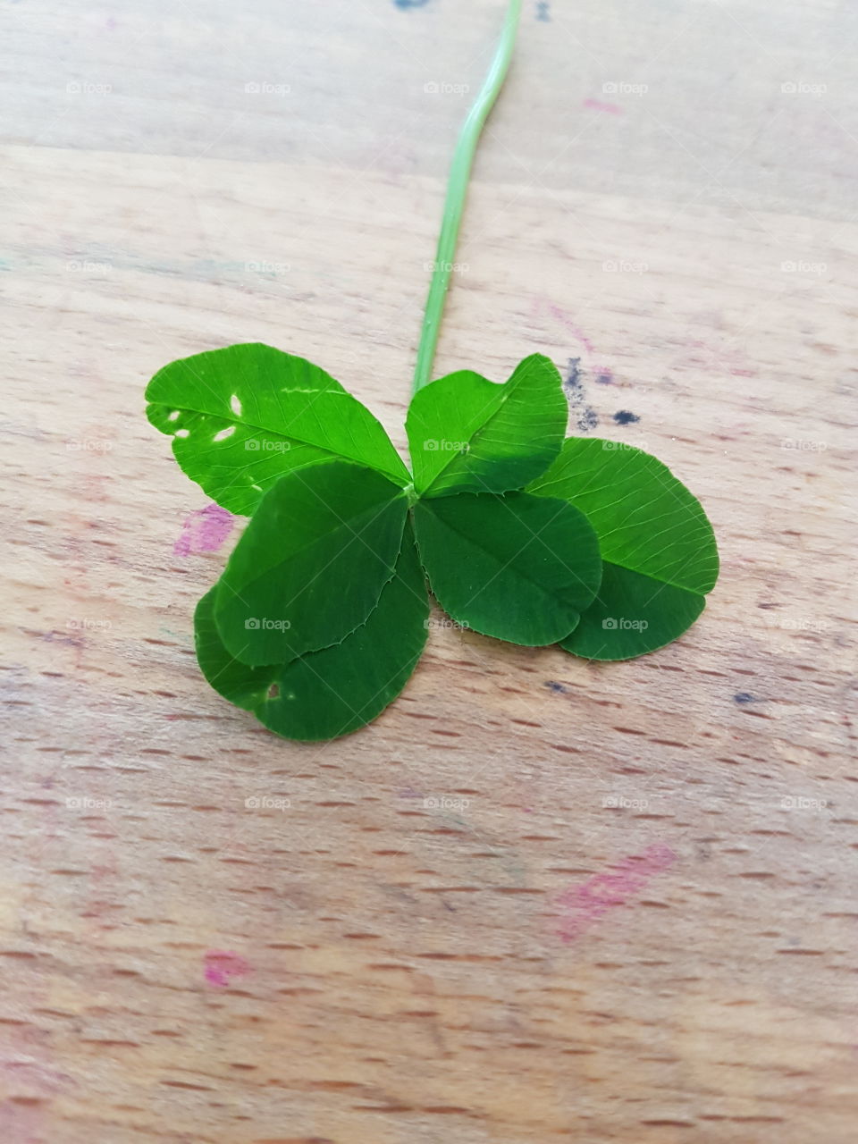 6 leafed clover