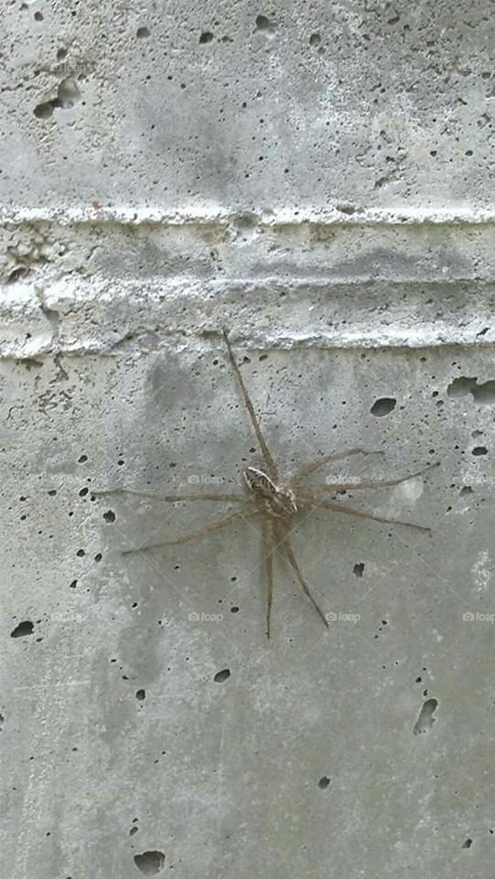Wolf Spider
