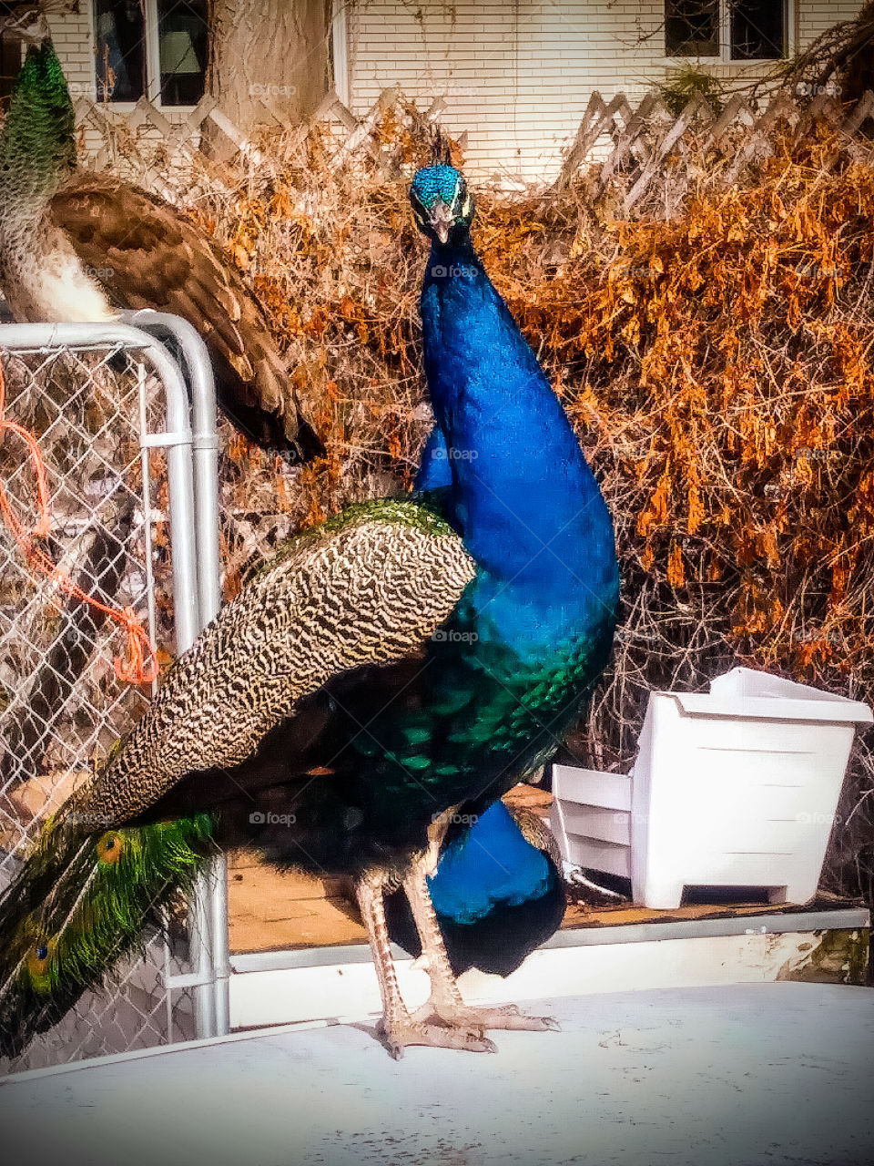 this bord likes to look into the wind at me