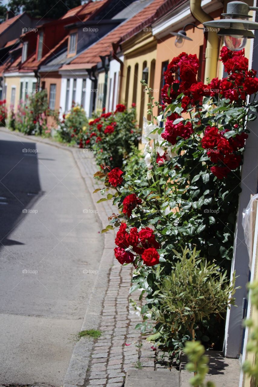 Flowers street 